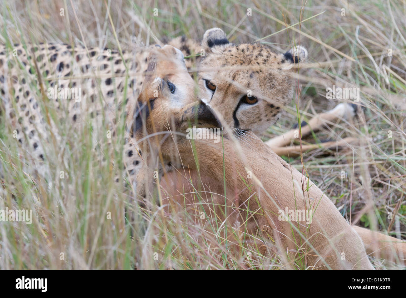 Cheetah killing impala Stock Photo
