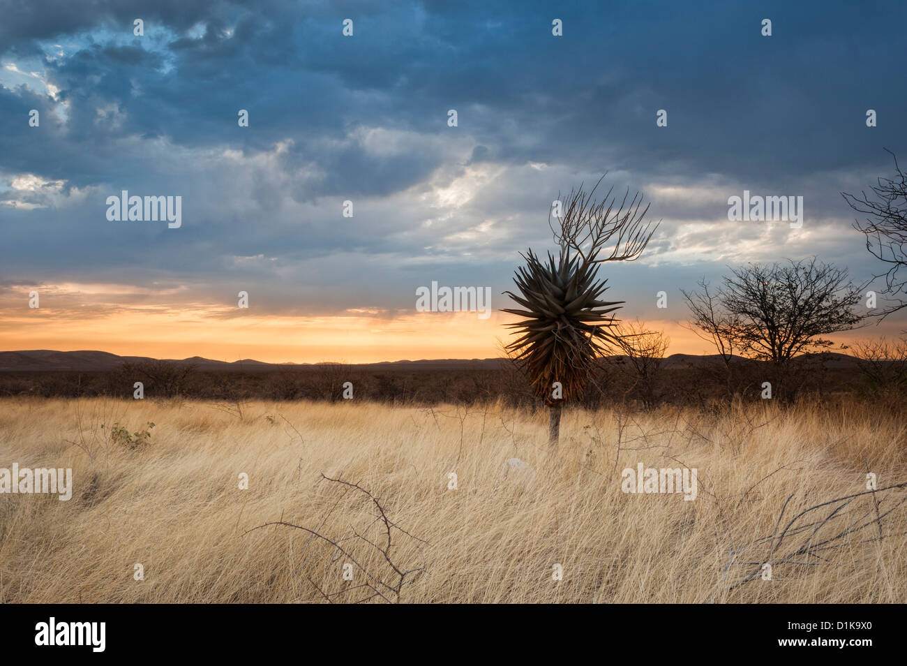 Damaraland sunrise. A Windhoek aloe (Aloe littoralis) and the Hankow Plains, looking east to the Fransfontein mountains (Fransfonteinberge) NW Namibia Stock Photo
