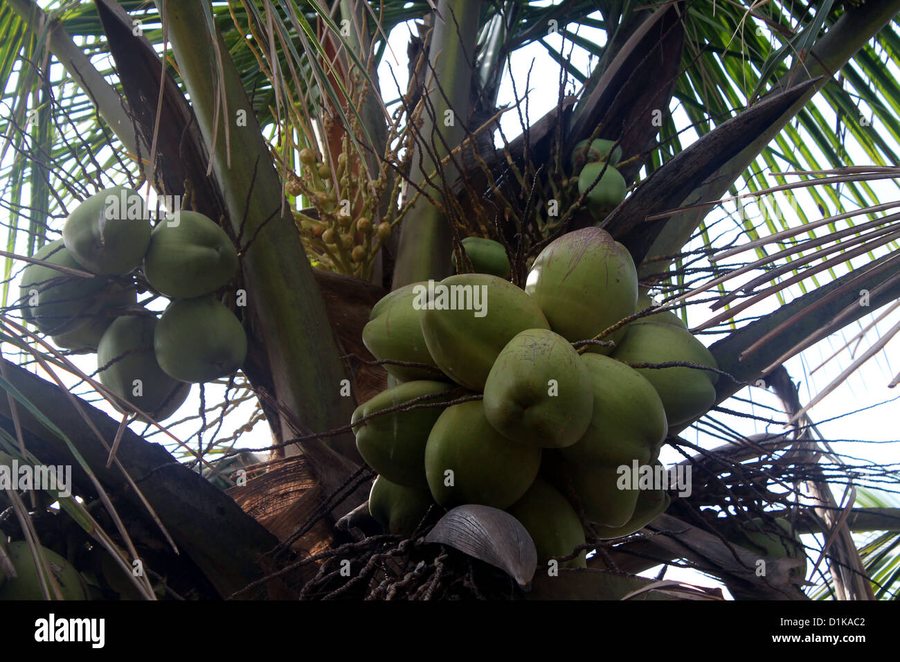 Bunch of coconuts Stock Photo - Alamy