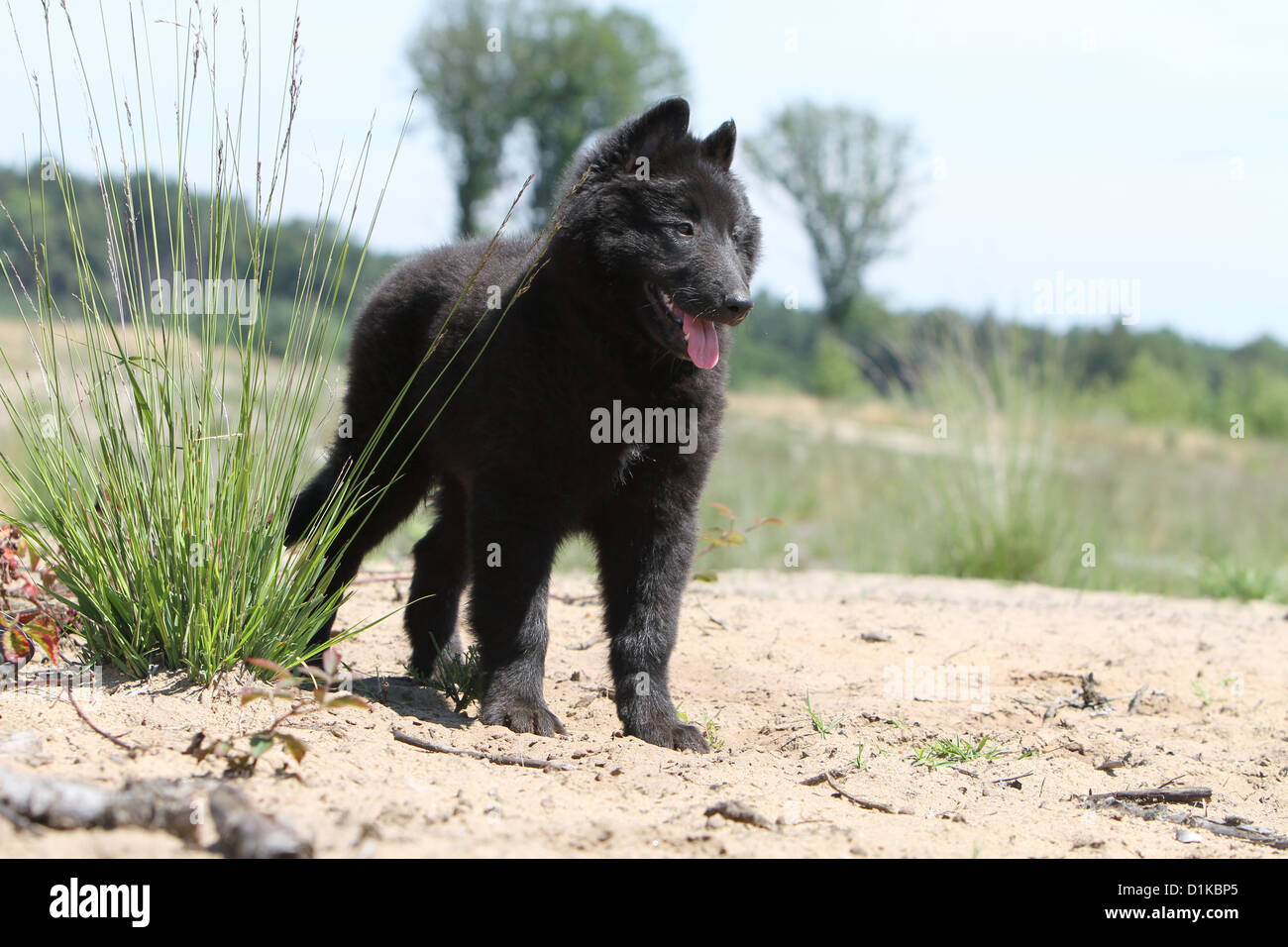 Groenendael Belgian Shepherd Dog Puppy High Resolution Stock Photography And Images Alamy