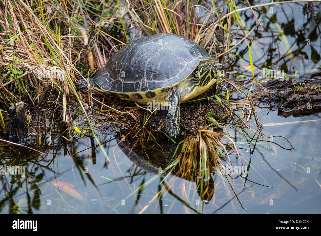 Turtle, Florida Everglades National Park Stock Photo