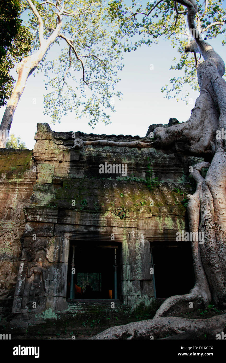 Silk Cotton trees growing around Ta Prohm Temple, Cambodia Stock Photo