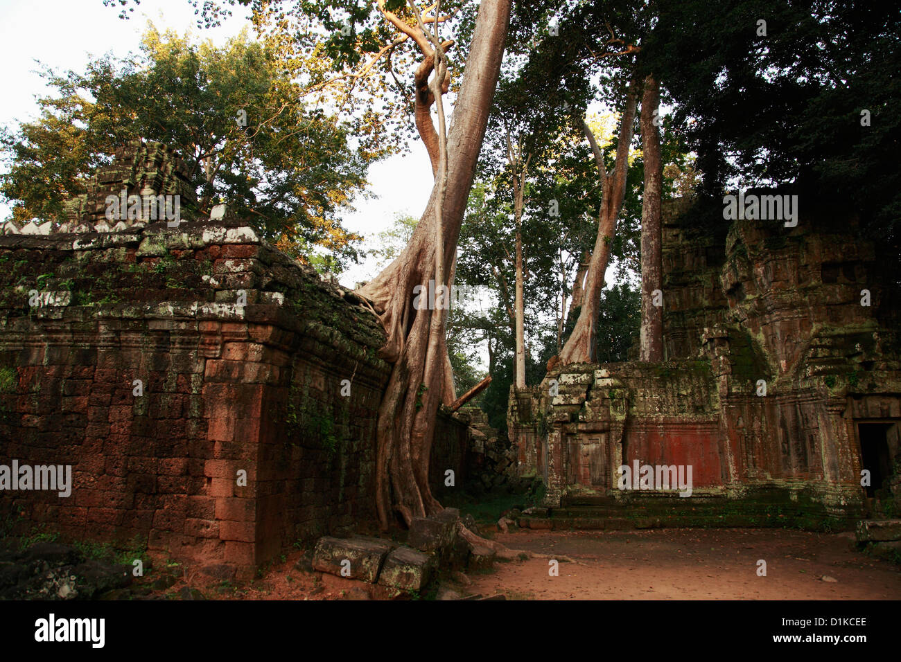 Silk cotton trees growing around Ta Prohm Temple, Angkor Wat,  Cambodia Stock Photo