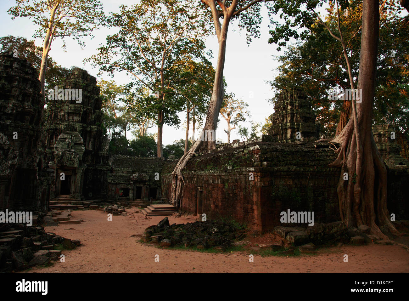 Silk cotton trees growing around Ta Prohm Temple, Angkor Wat, Cambodia Stock Photo