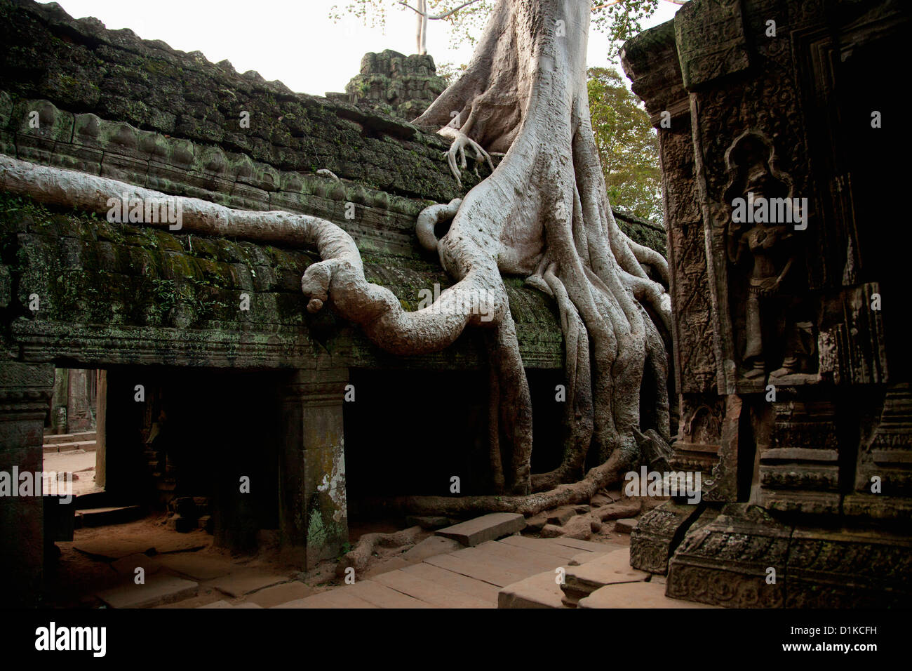 Silk cotton trees growing around Ta Prohm, Angkor Wat, Cambodia Stock Photo