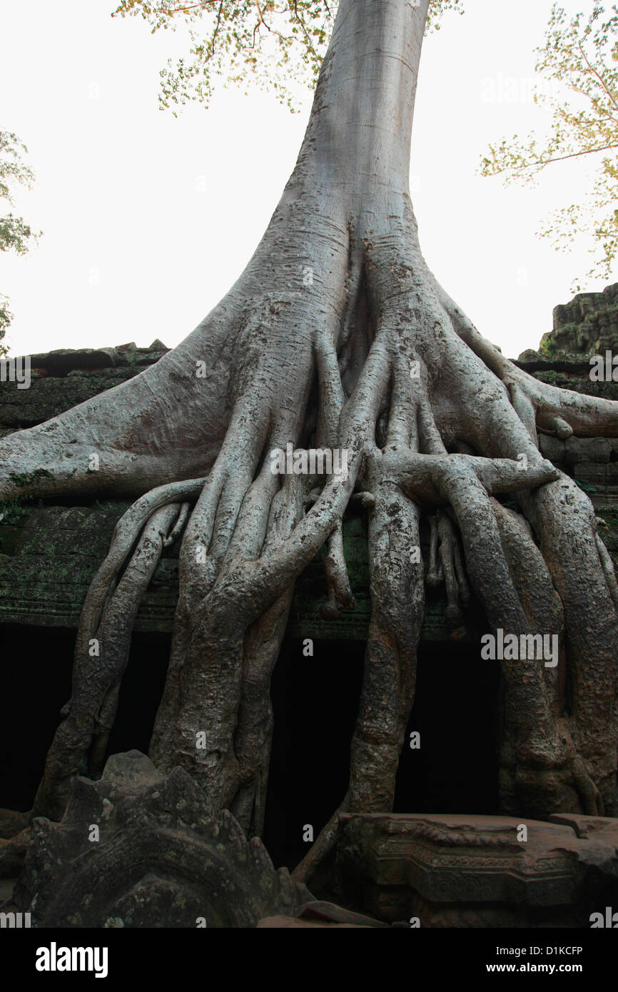 Silk cotton trees growing around the ruins of Angkor Wat, Cambodia Stock Photo