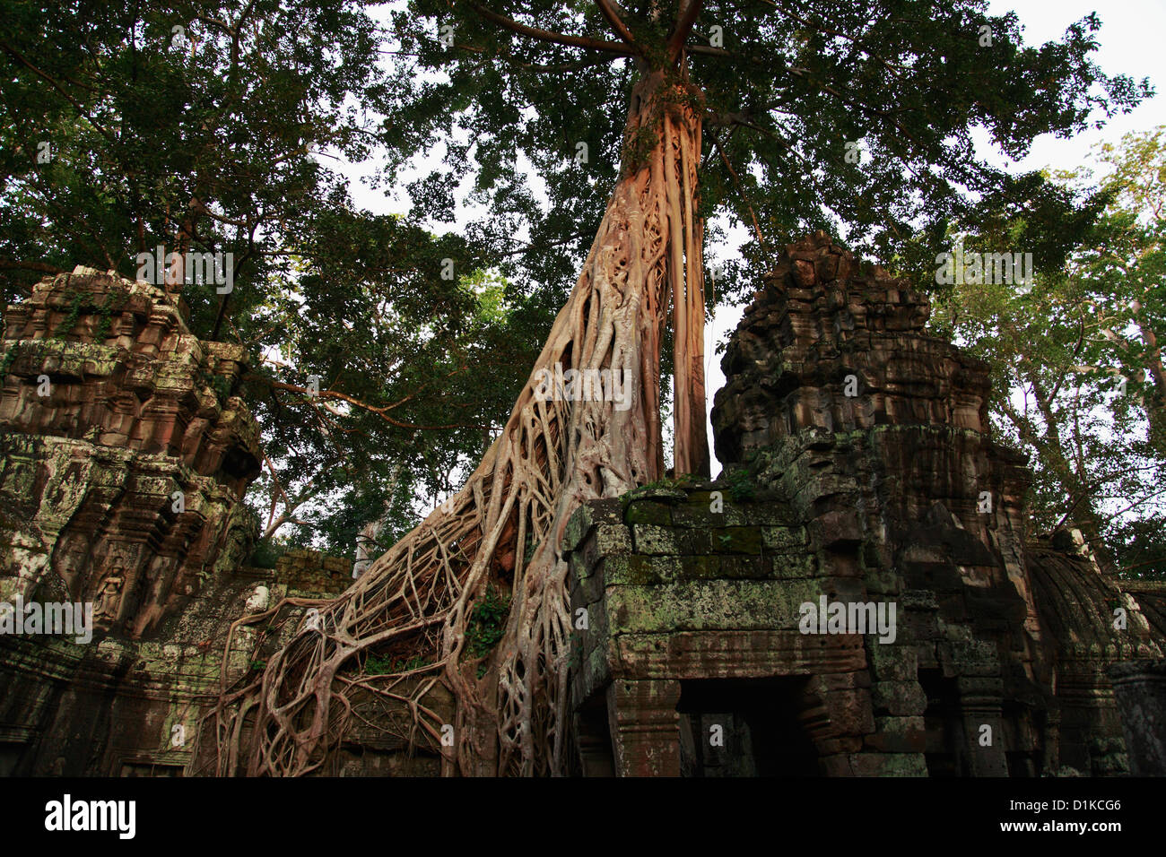 Trees growing around the ruins of Angkor Wat, Cambodia Stock Photo