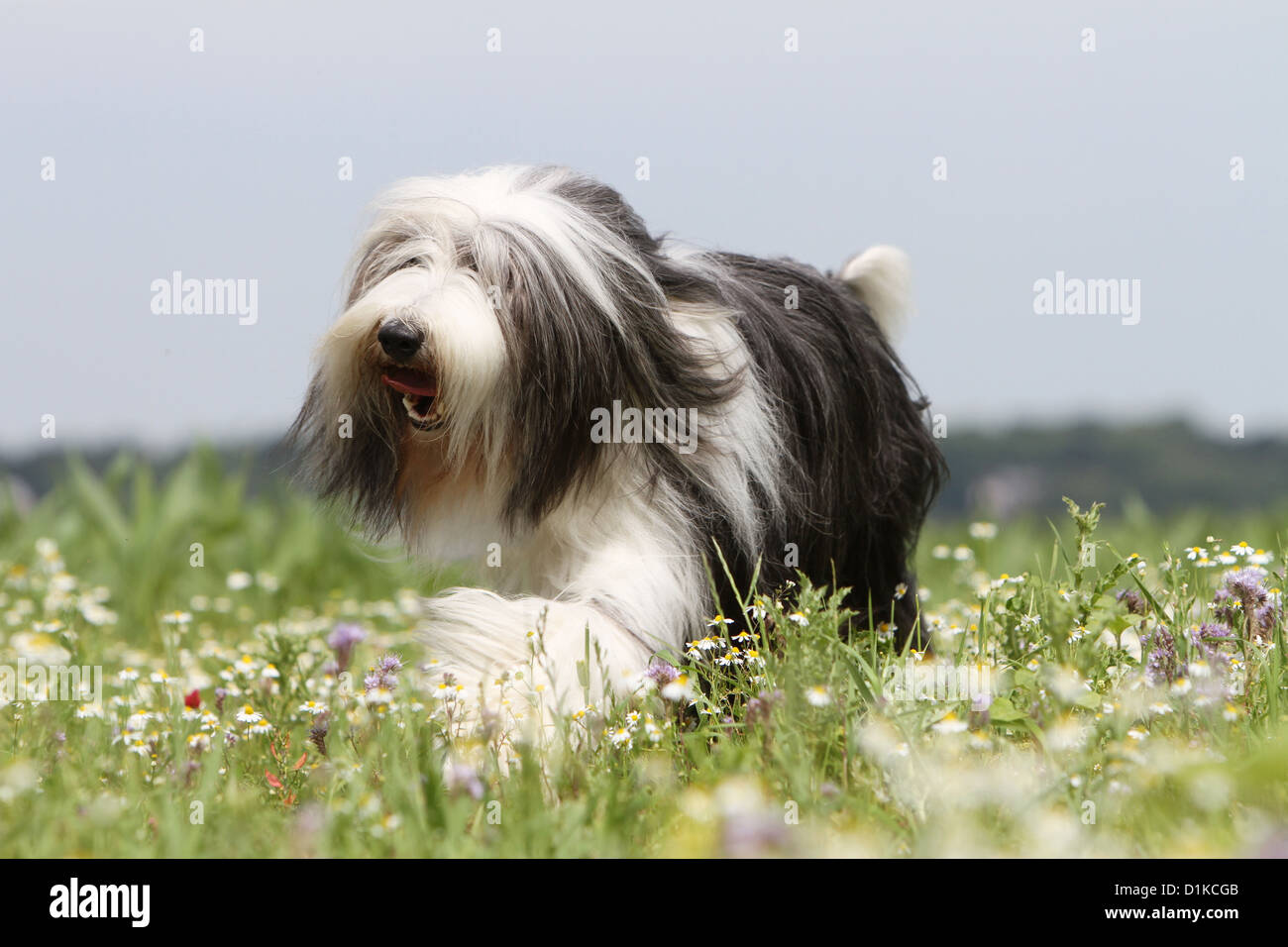 Bearded sheepdog hi-res stock photography and images - Alamy