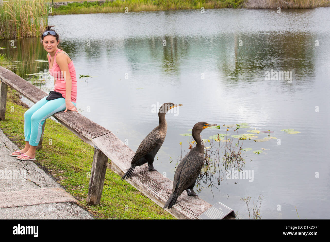 Anhinga cormorant, Tourist in the Florida Everglades National Park Stock Photo