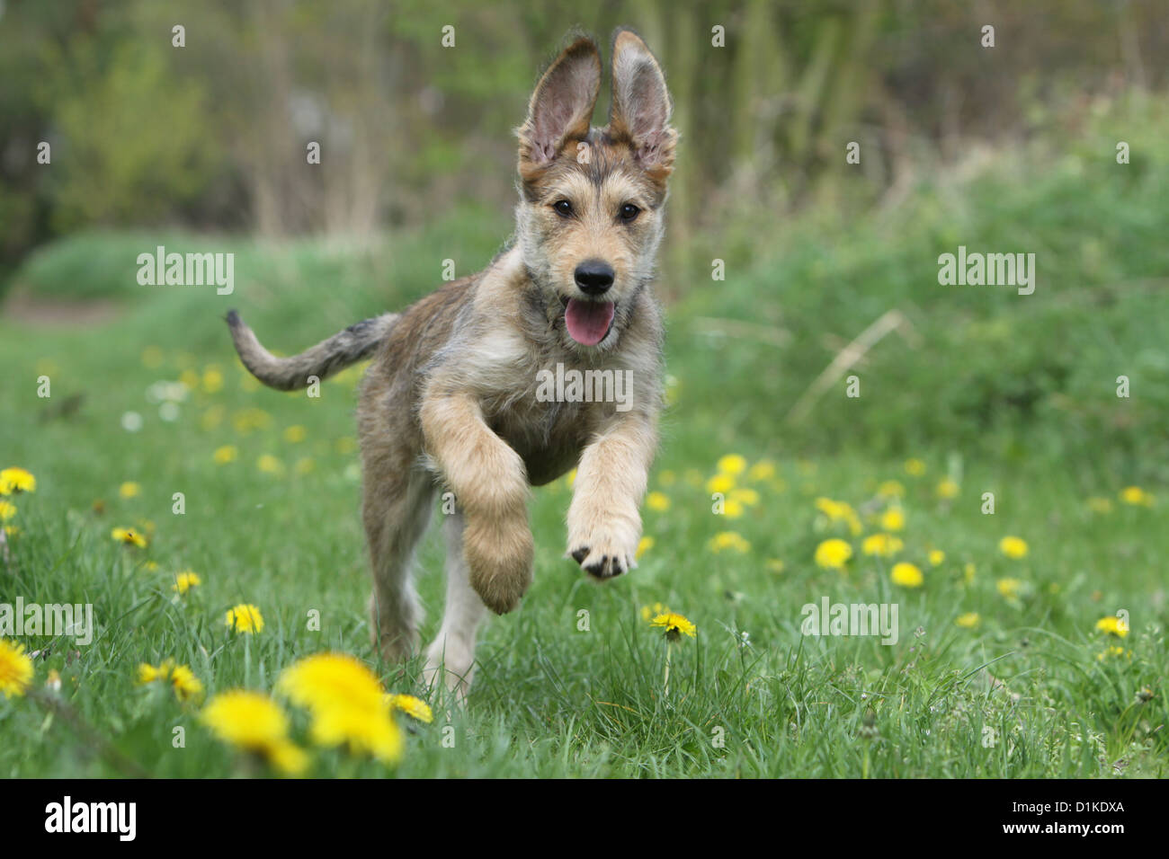Dog Berger Picard /  Picardy Shepherd puppy running in a meadow Stock Photo