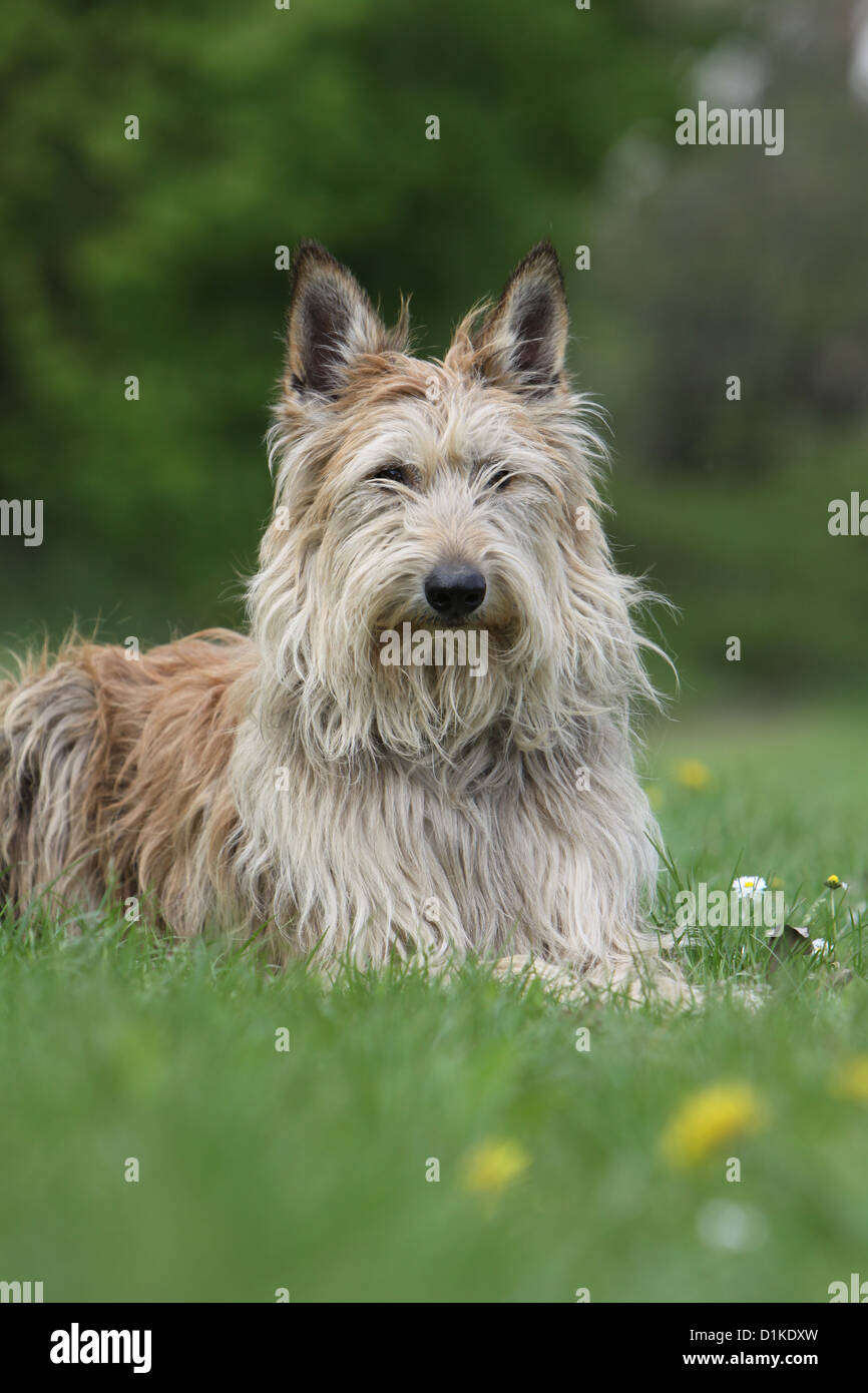 Dog Berger Picard /  Picardy Shepherd adult lying in a meadow Stock Photo
