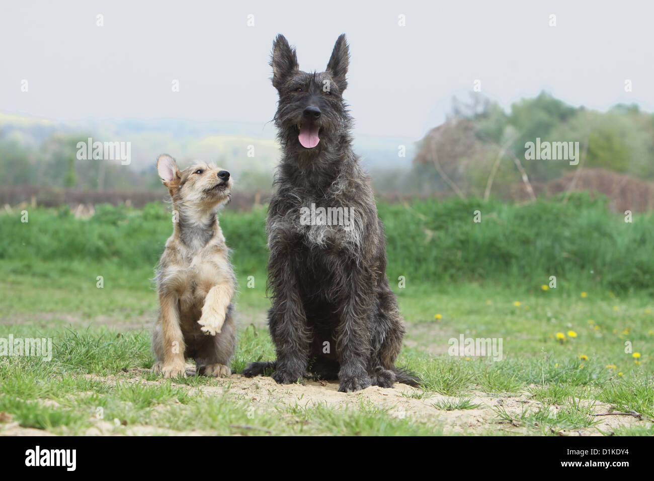 Dog Berger Picard /  Picardy Shepherd adult and puppy sitting Stock Photo