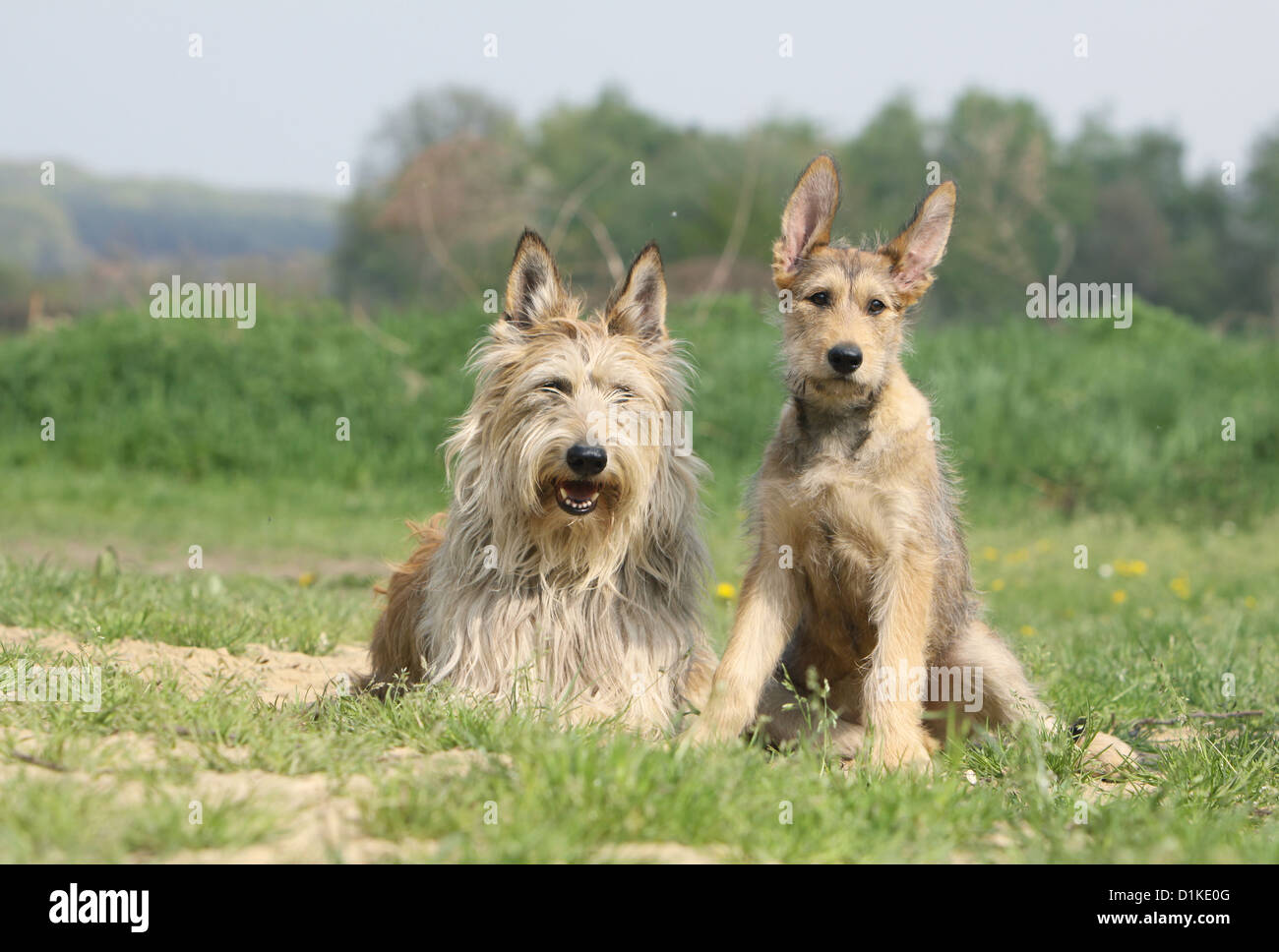 Dog Berger Picard /  Picardy Shepherd adult and puppy in a meadow Stock Photo