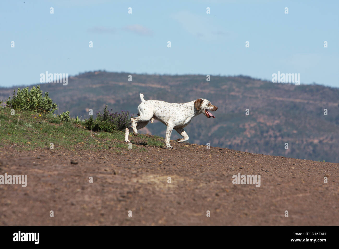 Dog Braque du Bourbonnais / Bourbonnais Pointing Dog  adult running Stock Photo