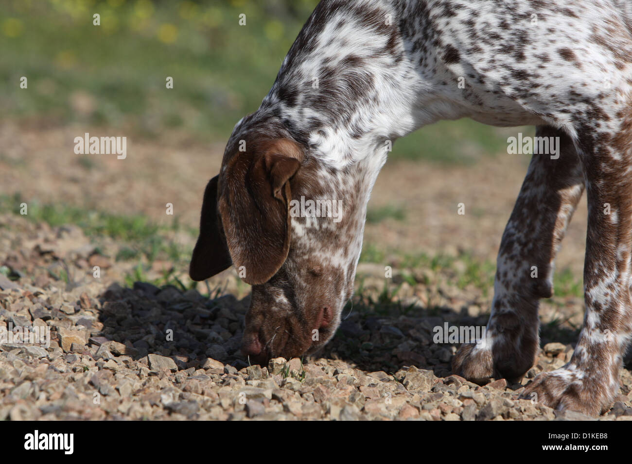 Dog Braque du Bourbonnais Bourbonnais Pointing Dog adult smell
