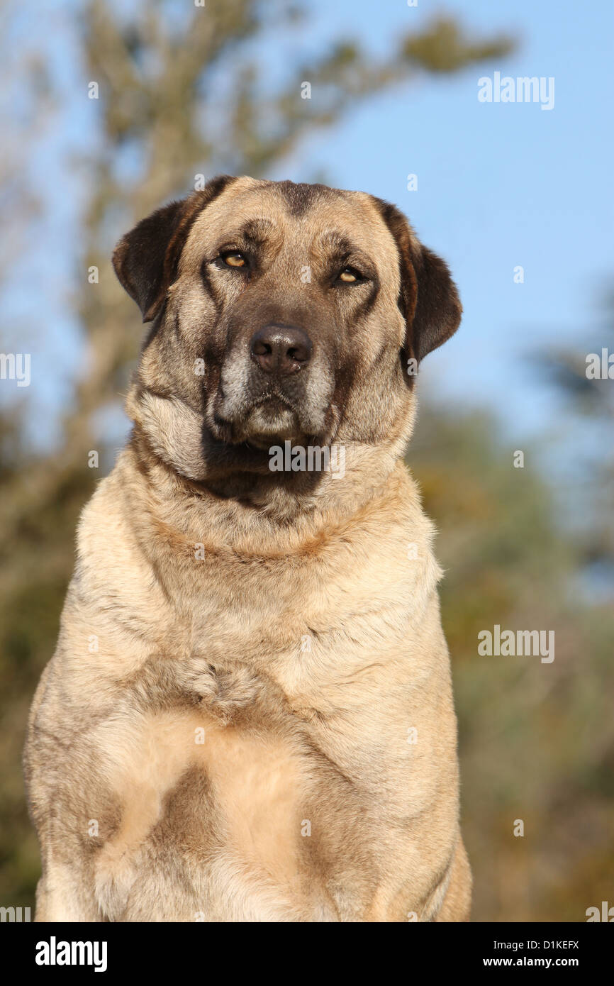Dog Anatolian Shepherd dog / Kangal / Turkish Karabash adult portrait Stock Photo
