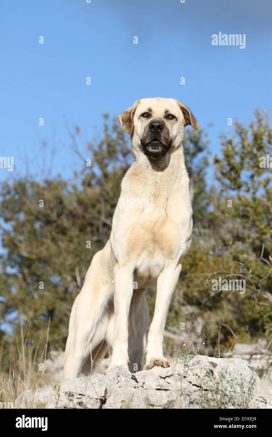 Dog Anatolian Shepherd dog / Kangal / Turkish Karabash adult standing Stock  Photo - Alamy, image size:866x1390