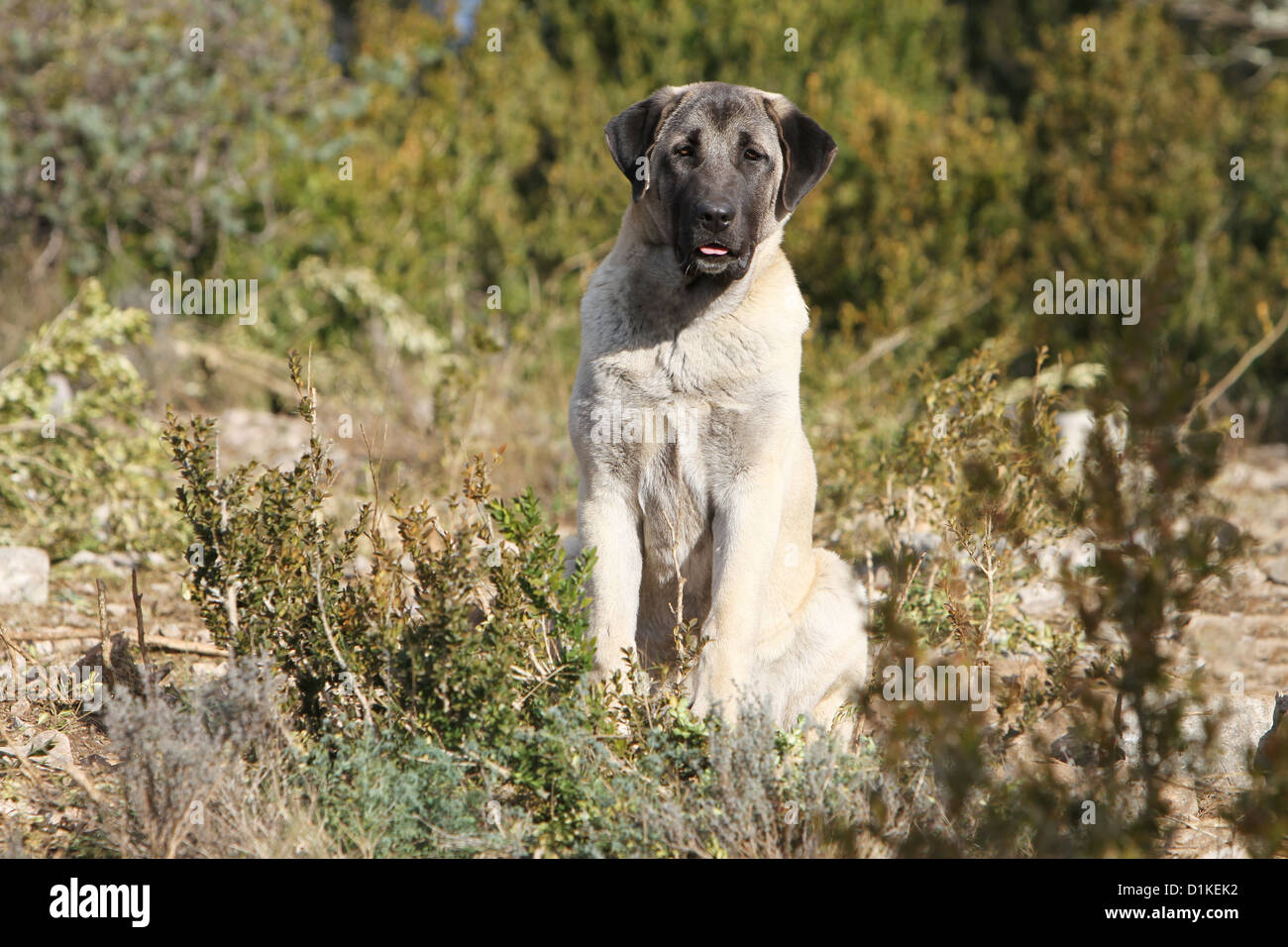 Dog Anatolian Shepherd dog / Kangal / Turkish Karabash adult sitting Stock Photo