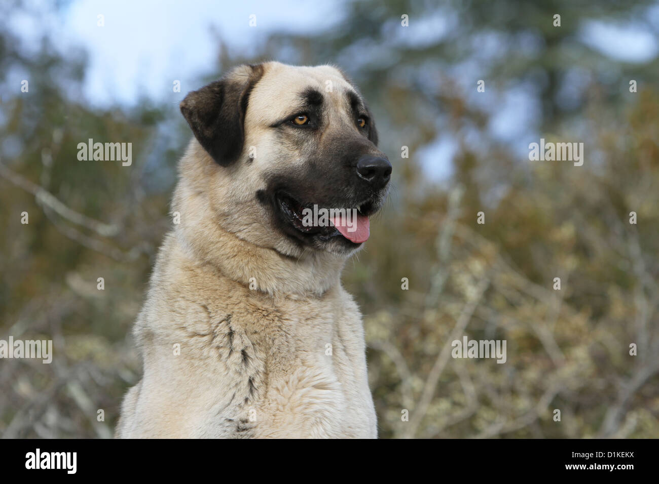 Dog Anatolian Shepherd dog / Kangal / Turkish Karabash adult portrait Stock Photo