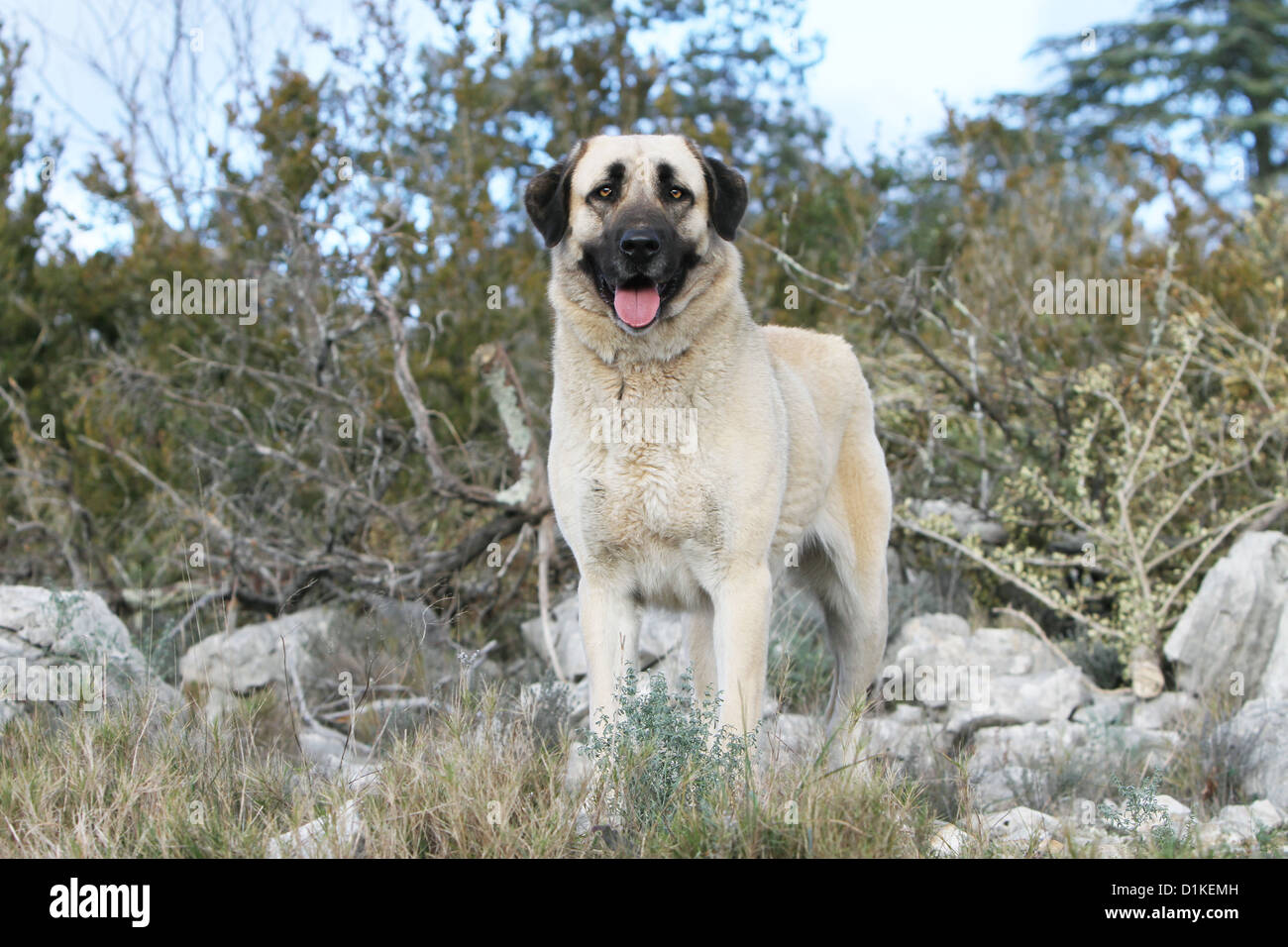 Dog Anatolian Shepherd dog / Kangal / Turkish Karabash adult standing Stock Photo