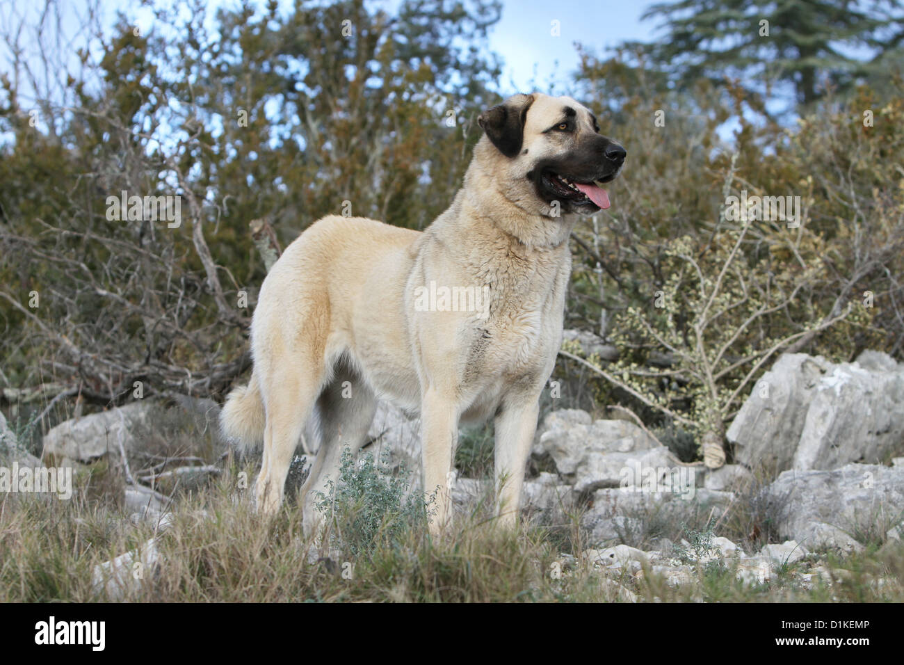Dog Anatolian Shepherd dog / Kangal / Turkish Karabash adult standing Stock Photo