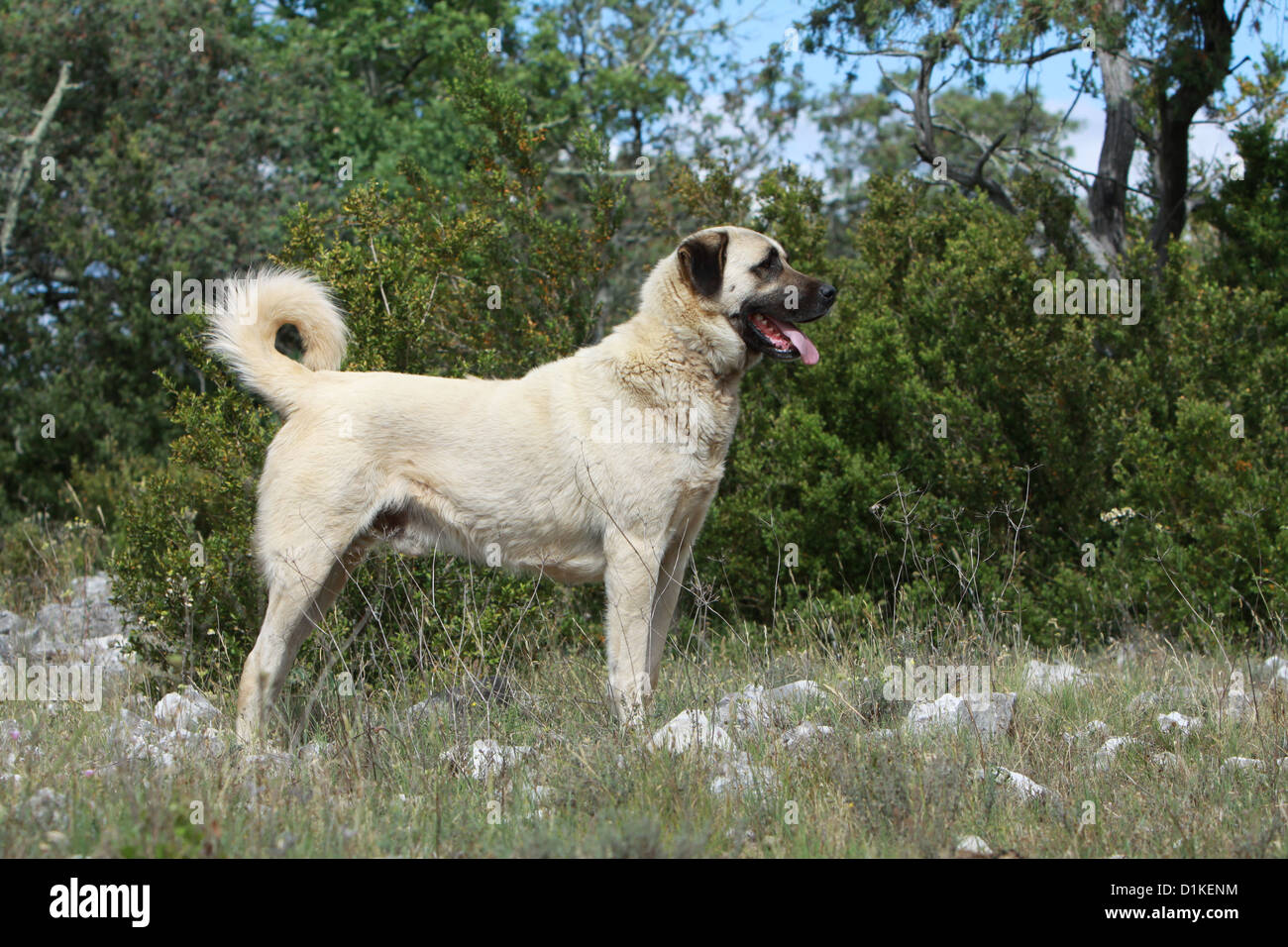 Large turkish store dog