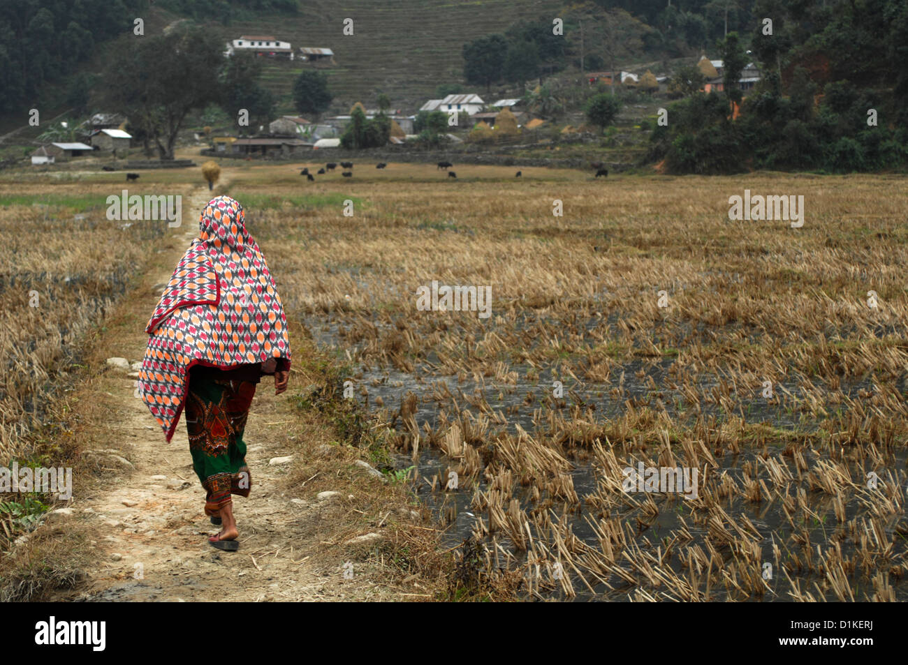 A woman walking in a harvested field in rural village area in Nepal. Near Fewa Tal in Phokara, Nepal Stock Photo