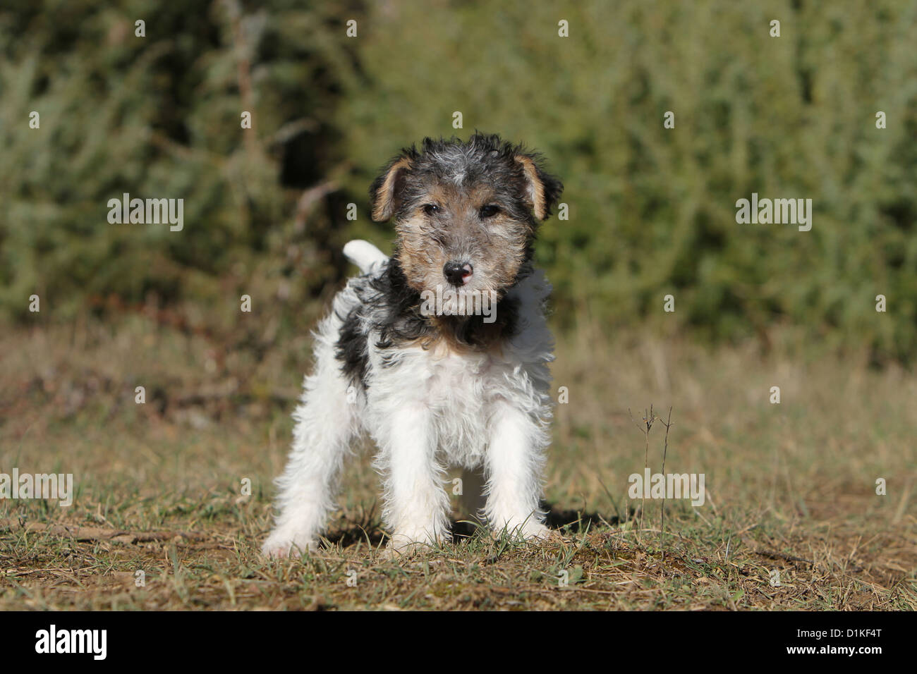 baby wire fox terrier