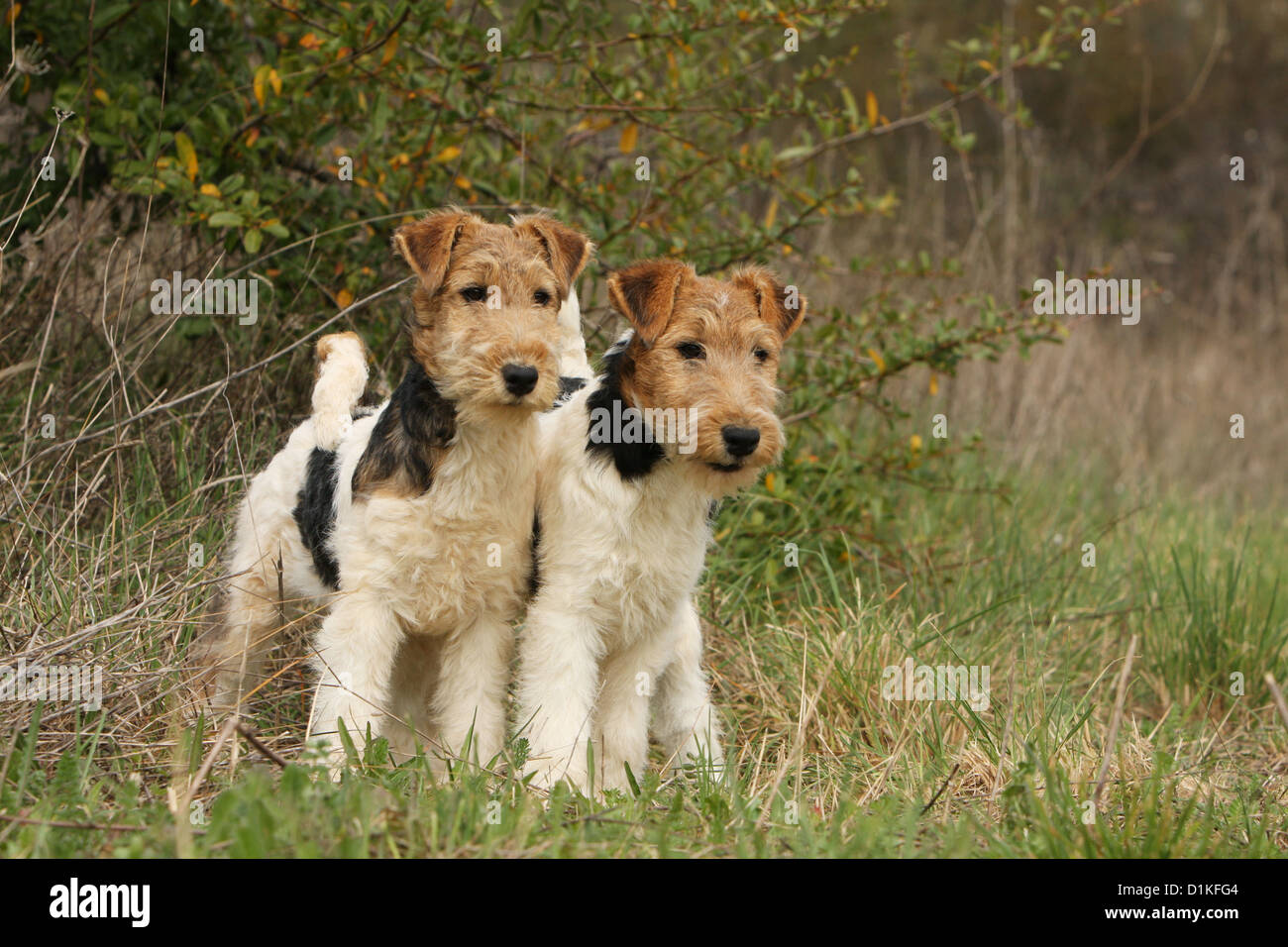 irish wire haired fox terrier