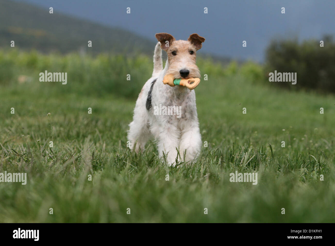 toy wire haired fox terrier