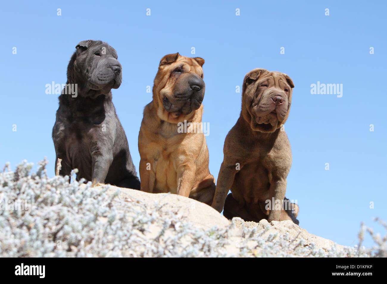 Dog three Shar pei shar-pei different colors red fawn blue brown chocolate  Stock Photo - Alamy