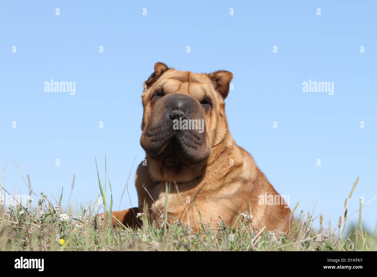 Dog Shar pei adult portrait face fawn red Stock Photo