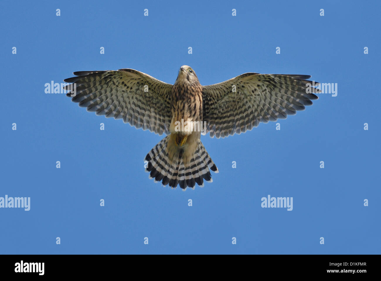 Female Kestrel (Falco tinnunculus) flying Stock Photo