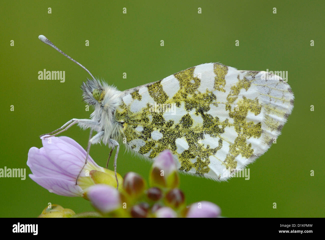 Female Orange-tip butterfly (Anthocharis cardamines) on Lady's Smock Stock Photo