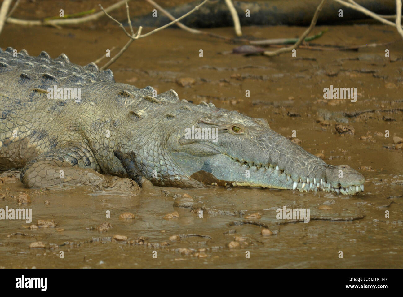 American Crocodile (Crocodylus acutus) in Costa Rica Stock Photo