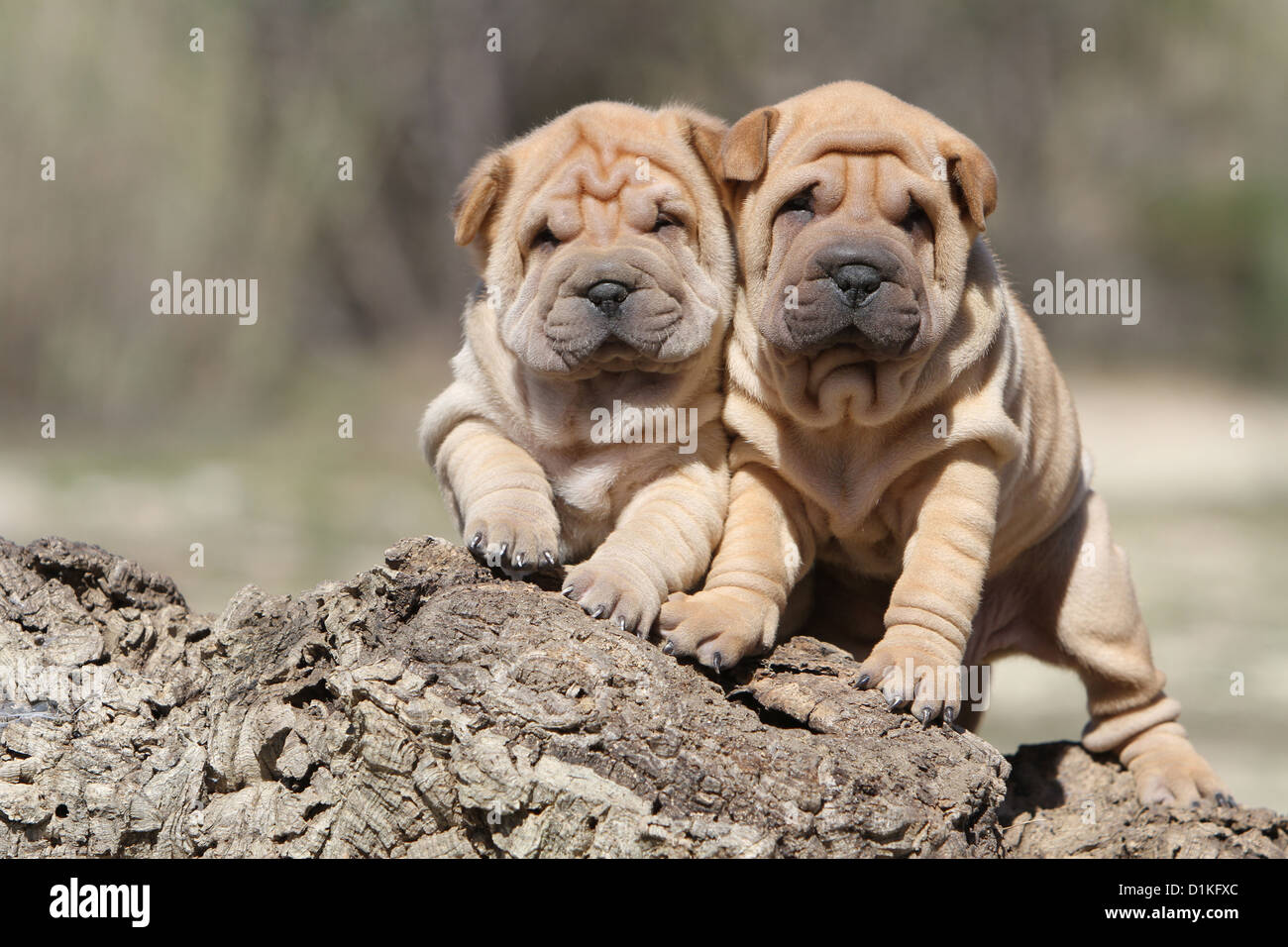 Red fawn shar pei hot sale
