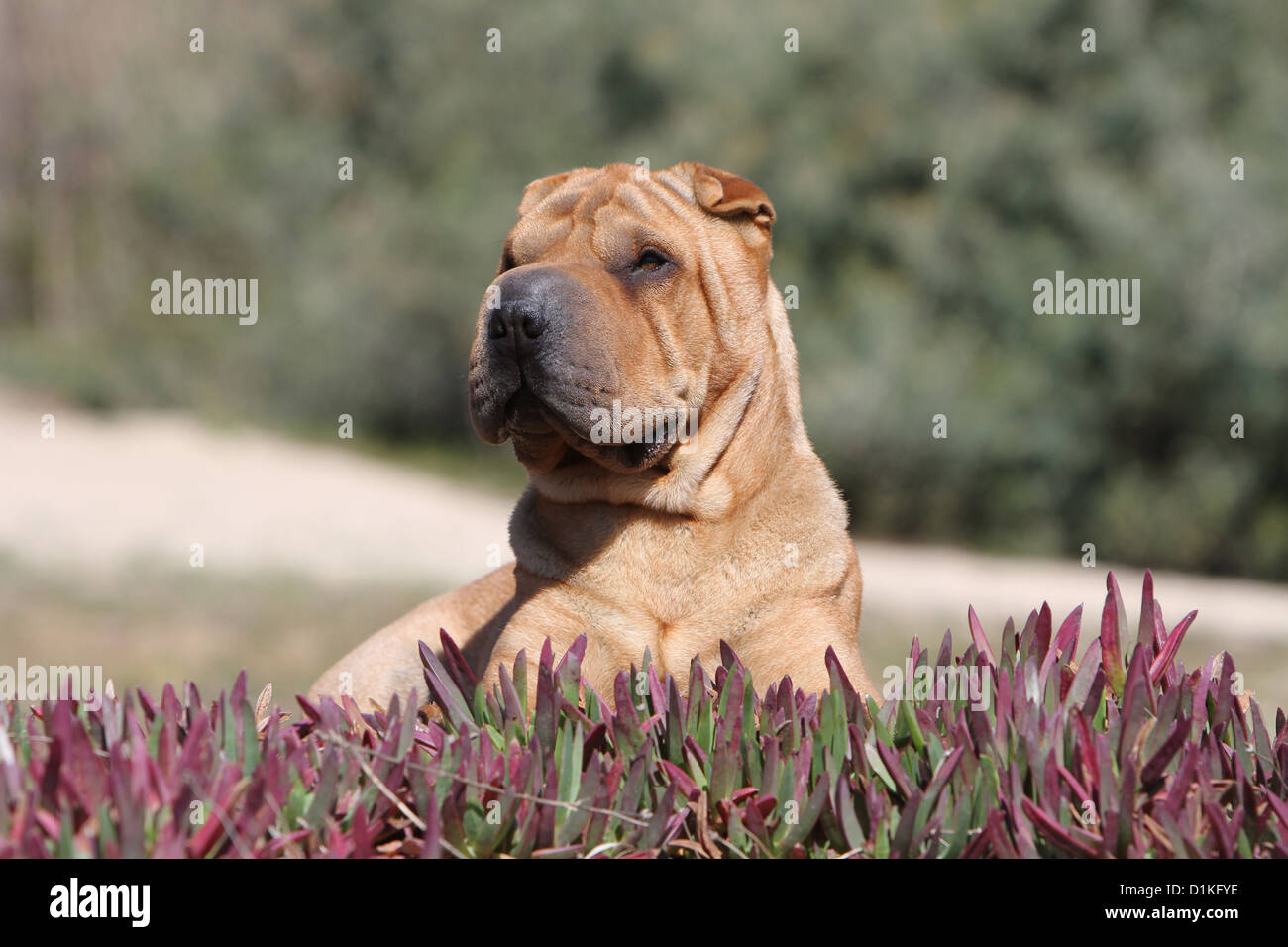 Dog Shar pei adult portrait profile fawn red Stock Photo