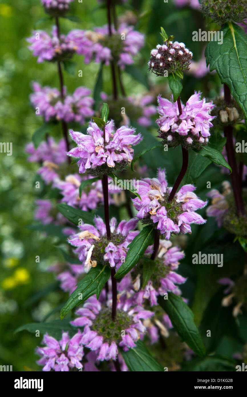 Purple Phlomis Hi res Stock Photography And Images Alamy