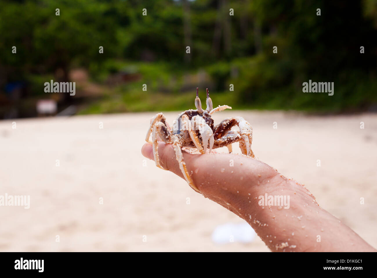 Crab in hands on beach Stock Photo Alamy