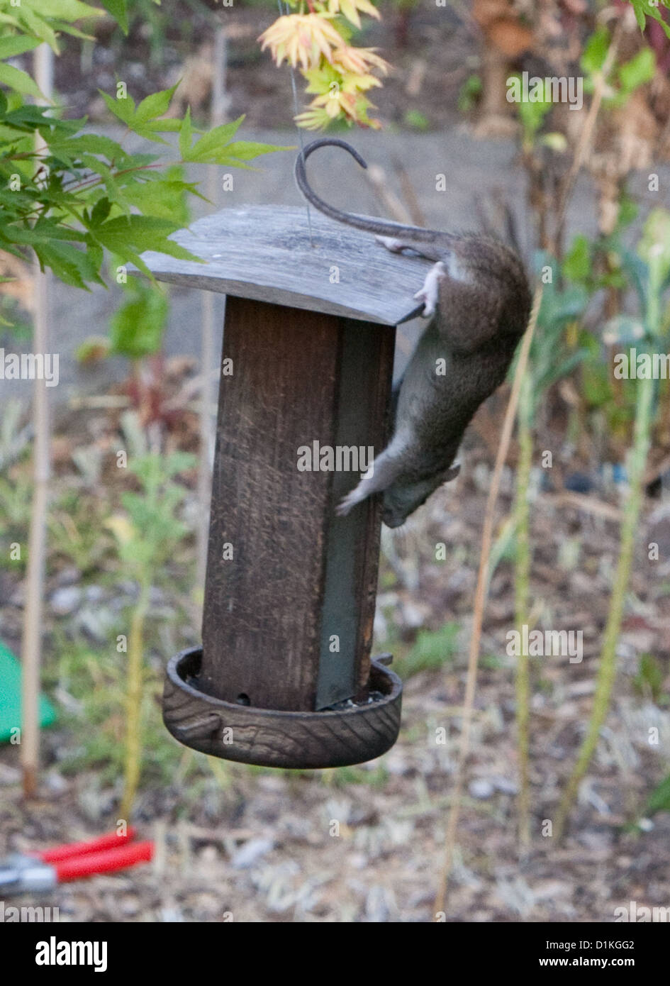Bird Feeder Rat Stock Photos Bird Feeder Rat Stock Images Alamy