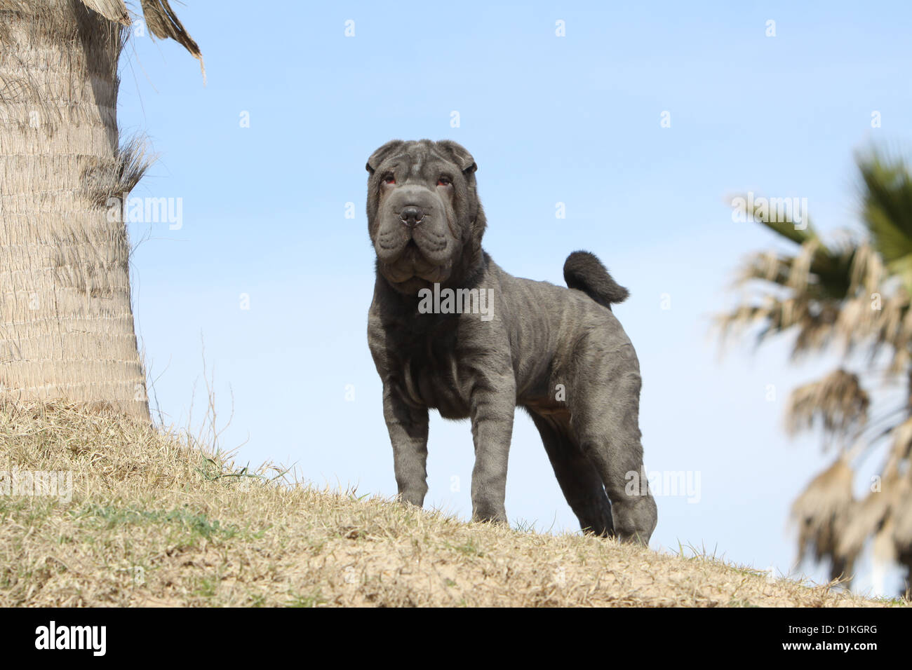 Dog Shar pei young blue standing Stock Photo