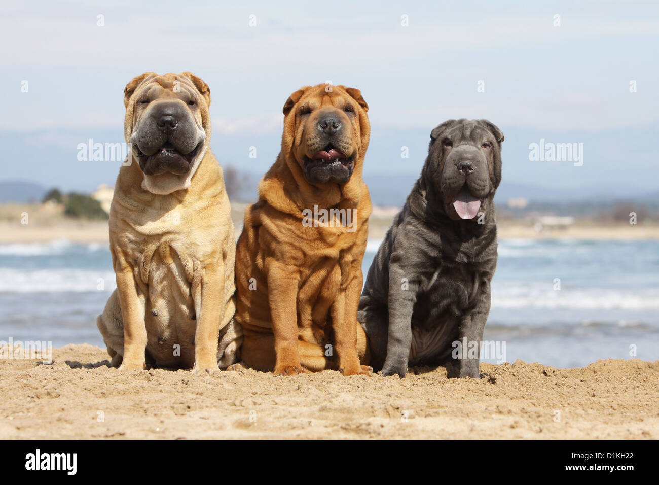 Dog Three Shar Pei Shar pei Different Colors Red Fawn Blue Several 
