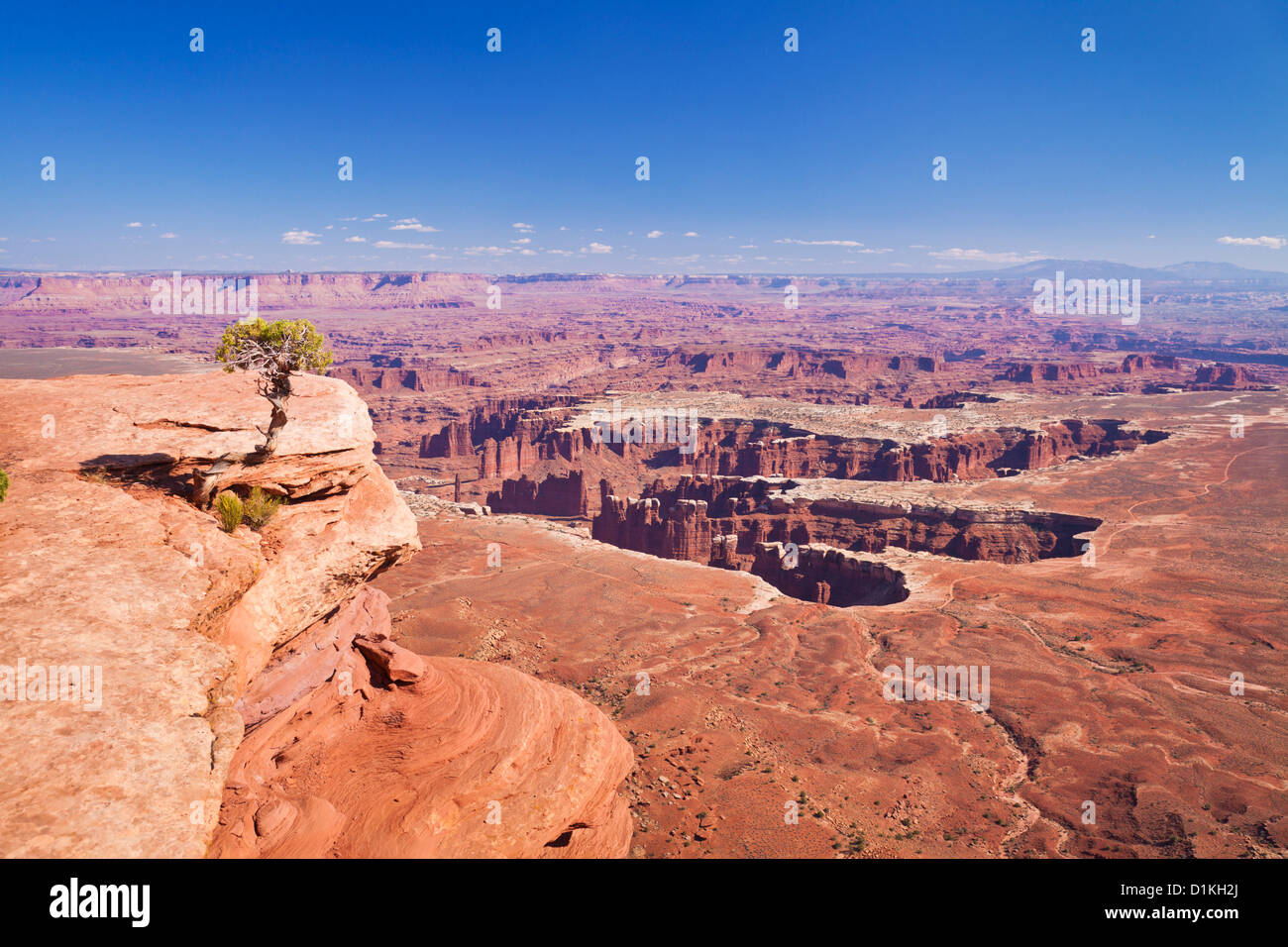 Grand View Point overlook and juniper tree, Island in the Sky, Canyonlands National Park, Utah