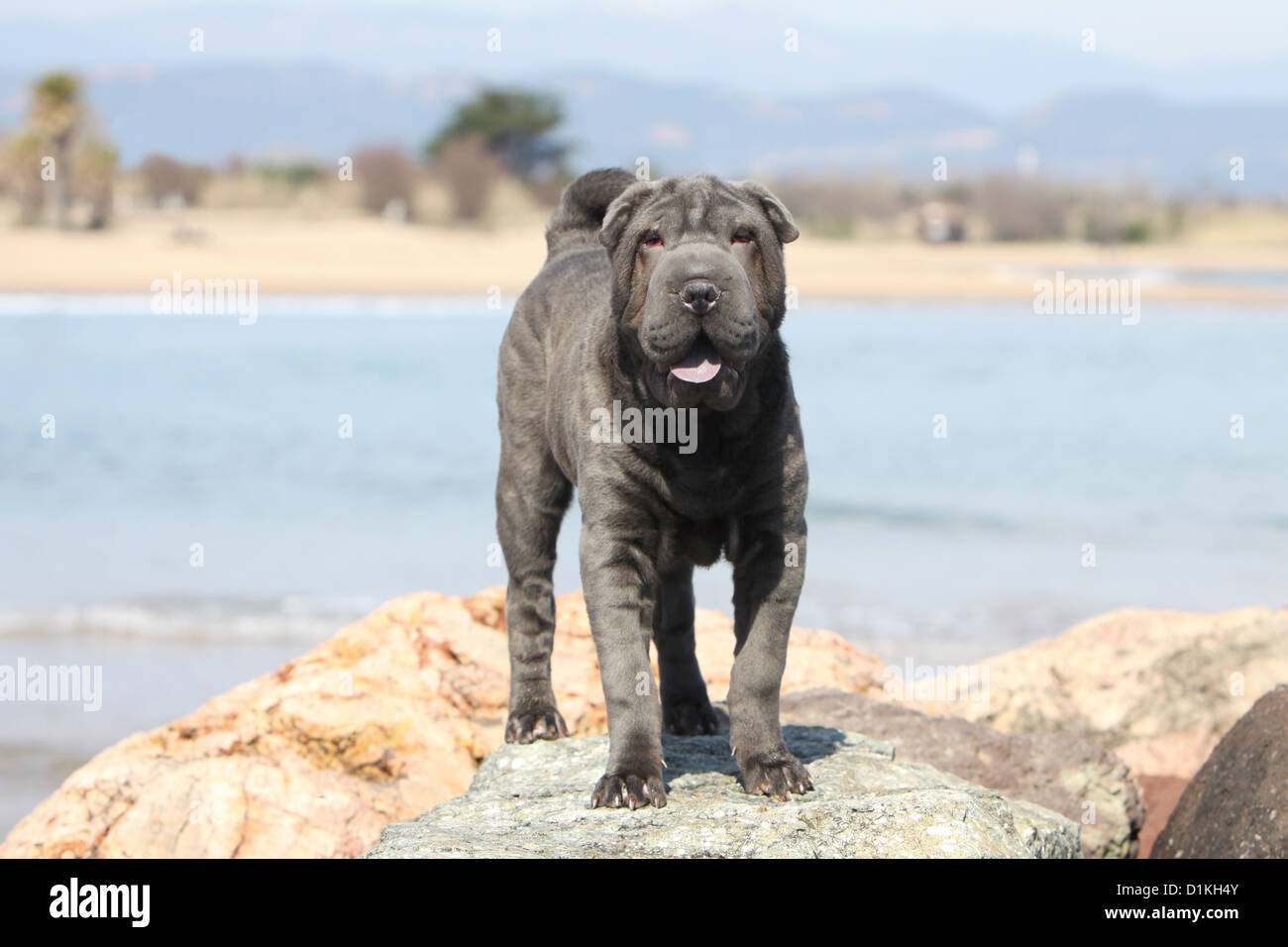 Dog Shar pei adult blue standing on rock Stock Photo