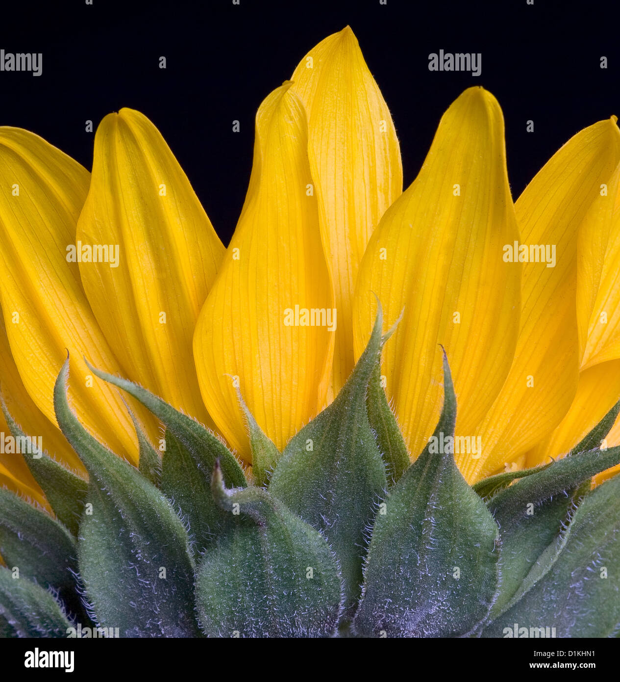 Sunflower petal hires stock photography and images Alamy