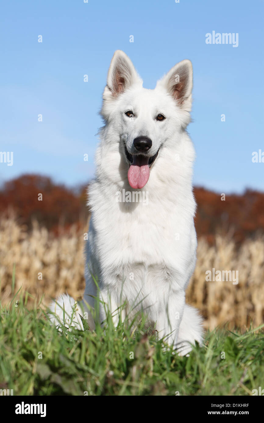 White Swiss Shepherd Dog Berger Blanc Suisse Adult Portrait Face Stock Photo Alamy