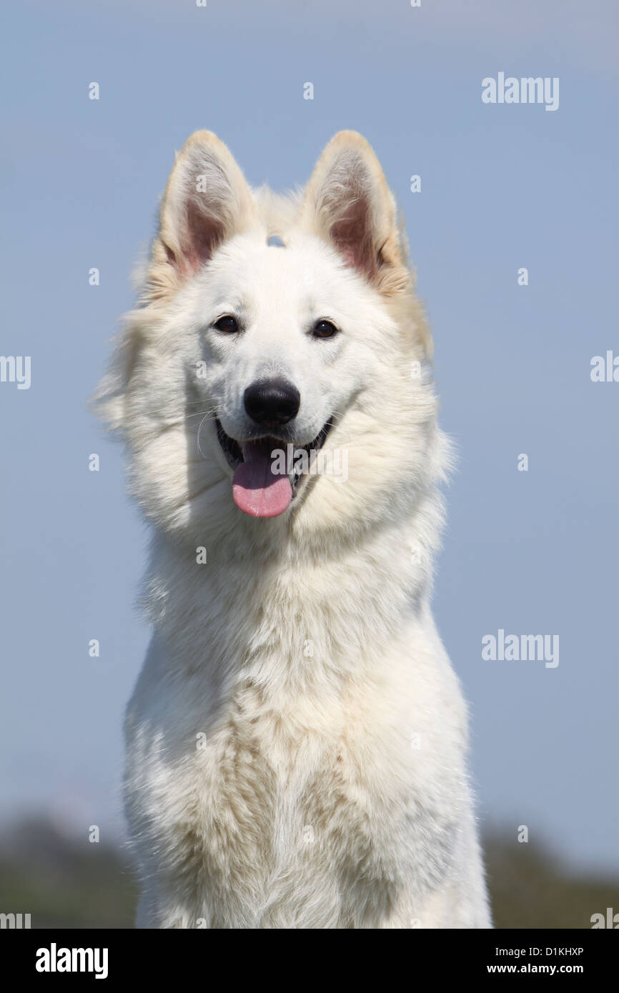 Long Haired German Shepherds Stock Photos Long Haired German