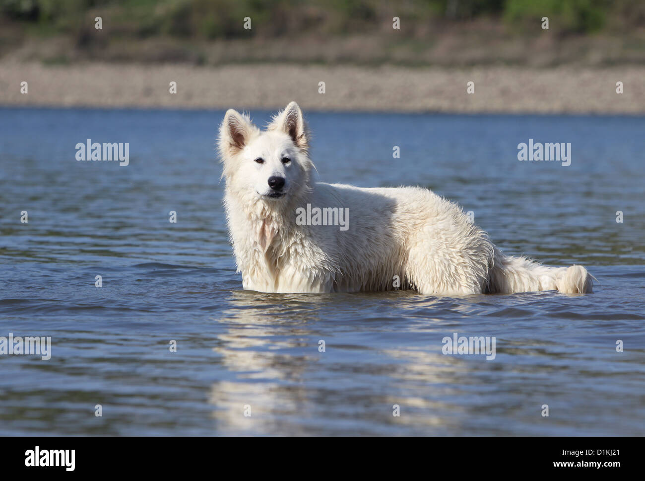 White german shepherds hot sale of the lake