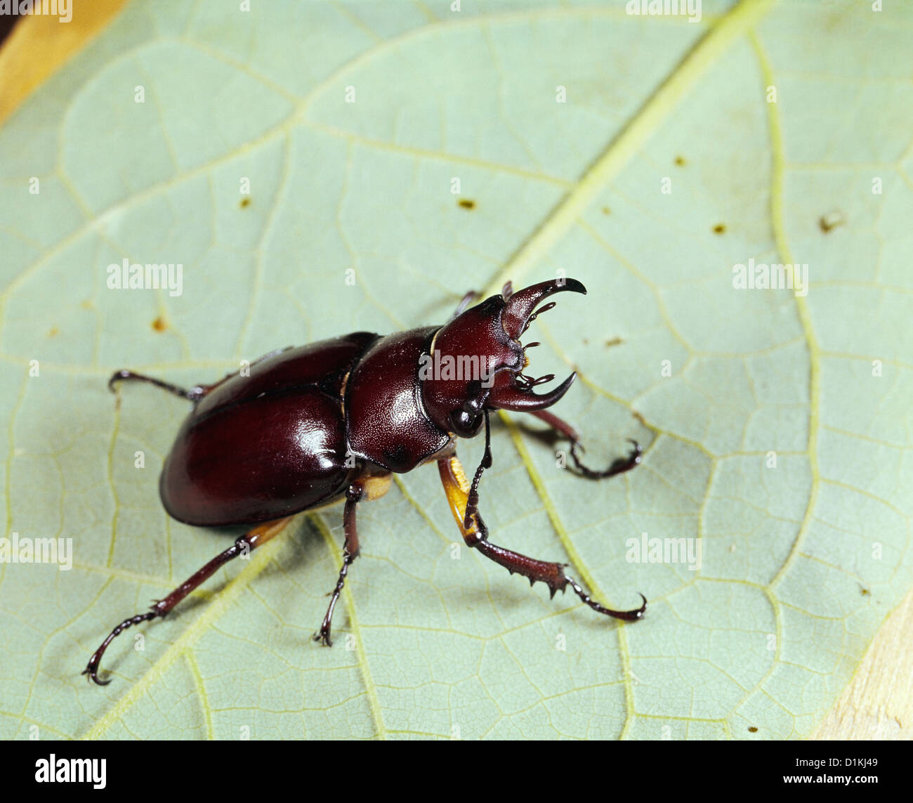 STAG BEETLE OR PINCHING BUG (PSEUDOLUCANUS CAPREOLUS/LUCANUS CAPREOLUS) MALE ON LEAF / 2X LIVE SPECIMEN IN STUDIO Stock Photo