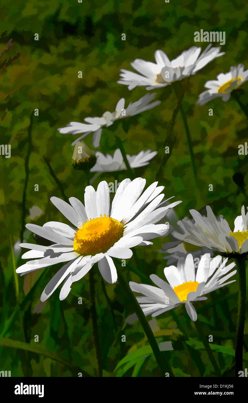 Chrysanthemum lifting hires stock photography and images Alamy